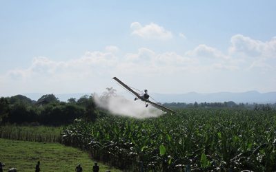 Nuevo manual para mejorar la salud y la seguridad de los trabajadores del cultivo de la banana