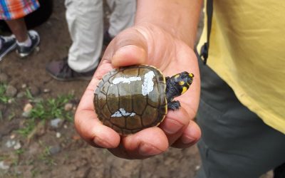 WCS Ecuador: Tortugas al agua