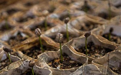 Primer ‘Bono Verde’ de CAF beneficiará a proyectos en América Latina